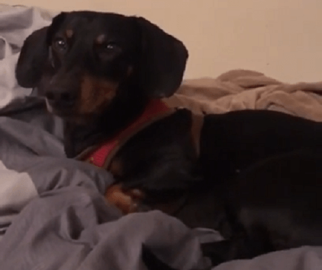 Wait Till You See How This Adorable Pup Prefers To Fall Asleep!