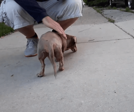 This Adorable Pup May Be Blind, But That Doesn't Stop Him From Moving Around!