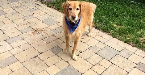 Congratulations Because This Pup Has Finally Learned To Catch!