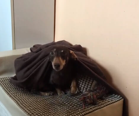This Adorable Pup Developed Her Own Tricks To Earn Some Delicious Treats!