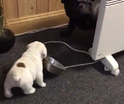 How This Tiny Little Puppy Steals Milk From A Bowl Will Have You Laughing Out Loud!