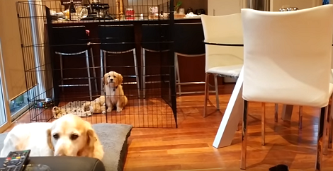 How This Pup Grew From 8 Weeks To 6 Months In 3 Minutes Will Warm Your Heart!
