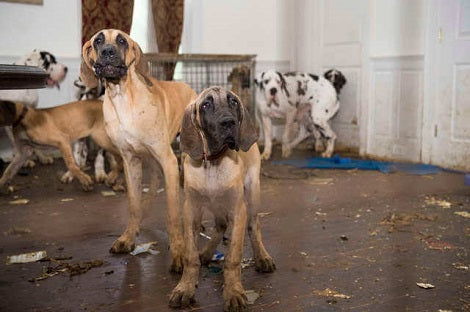 Terrified Pup Rescued From Nightmare House Is Now Living The Life Of Her Dreams