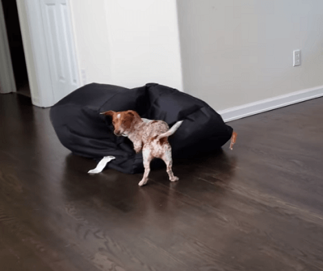 Adorable Pup Has A Tough Time Getting To Her Toy, But She Thinks Of A Plan!