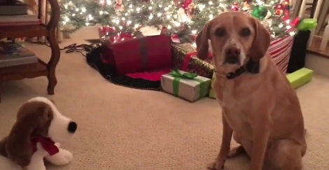 This Pup Was Terrified When They Toy Started Singing Jingle Bells! Awww!