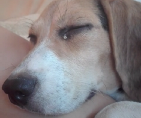 This Pup Is All Of Us When We're Trying To Sleep And Someone Interrupts Us!
