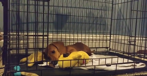 Watch How This Adorable Pup Plays With His Favorite Toys All Day Long!