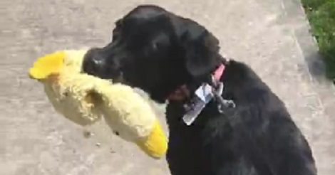 This Adorable Pup Won't Go For A Walk Without Her Favorite Toy!