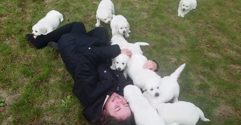 This 'Attack' Of Fluffy Puppies Looks Like It Came Out Right Out Of A Fairy Tale!