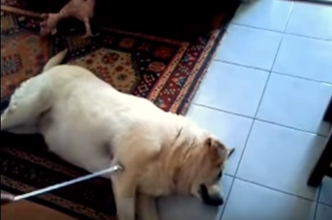 This Adorable Pup Has Figured Out A Solution To Belly Rubs And Itches... And It's Epic!