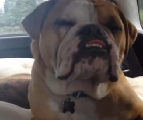 This Adorable Pup Is So Happy With The Car Ride That He Decided To Fall Asleep!