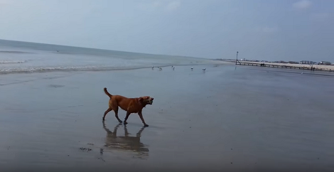 This Pup Doesn't Like Black Flies! See How She Avoids Them At The Beach!