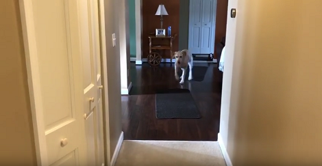 This Adorable Pup Was Asked To Find Her Toy... Then She Surprised Her Dad!