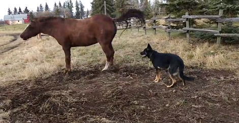 Adorable Loving Pup Tries Her Best To Befriend The Horse... But Its Not Working!