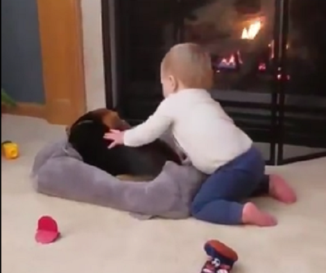 This Cute Baby Loves His Pup So Much, But The Pup Doesn't Want To Be Disturbed!