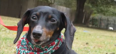 This Adorable Pup Is Looking For Her Forever Loving Home... Can You Help?