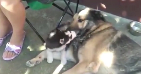 How This Senior Pup Bonded With A New Puppy Is Going To Warm Your Heart!