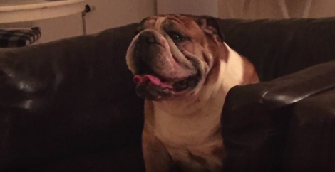 How This Family Remembers Their Beloved Pup Who Passed Away Will Move You