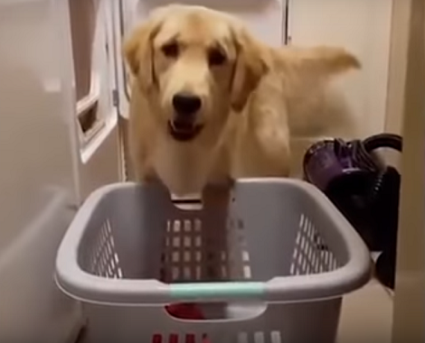 When You See How This Adorable Pup Helps His Parents At Home? Incredible!