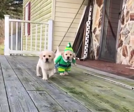 Christmas Is Over, But This Pup's Elf Costume Is Still A Major Hit!