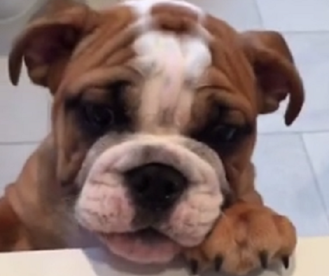 5 Secret Homemade Remedies To Help You Deal With Doggy Diarrhea