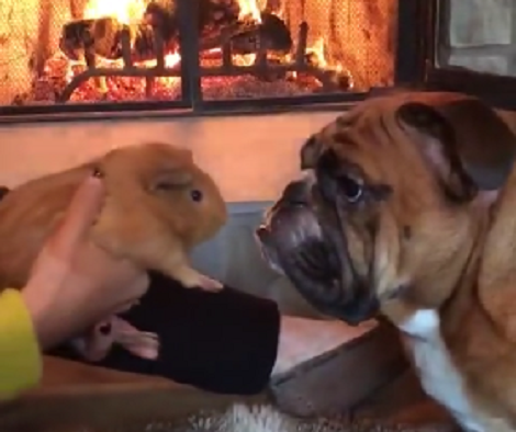 This Adorable Pup Just Met Her New Friend. How She Reacts? Aww!!