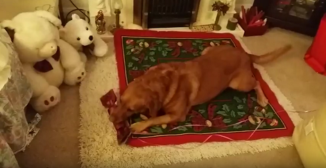 This Pup Just Stole A Cracker And Then Tries To Run Before She's Found Guilty!