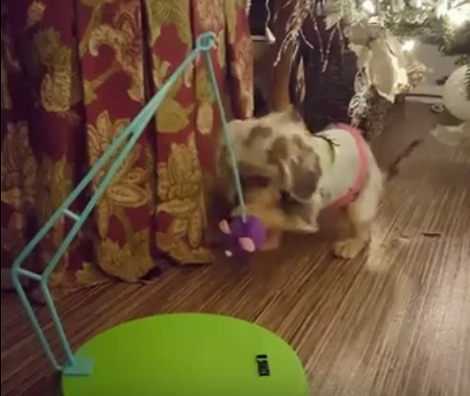 When The Kitty's Not Around, This Pup Plays With All The Toys!