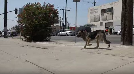 How They Rescued This Homeless Pup Is Going To Blow Your Mind