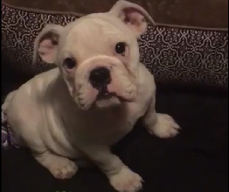 This Adorable Pup's First Video Will Definitely Make You Smile!