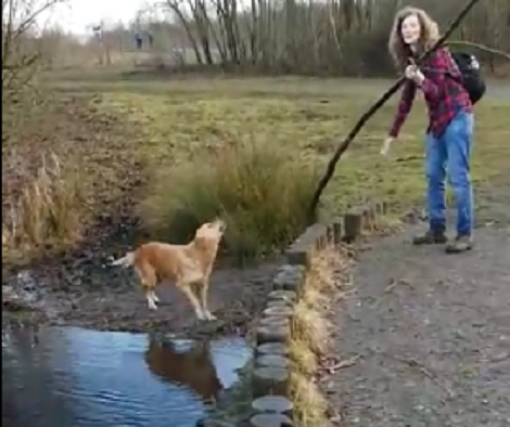 This Adorable Pup Takes Fetching To A Whole New Level By Retrieving A Tree!