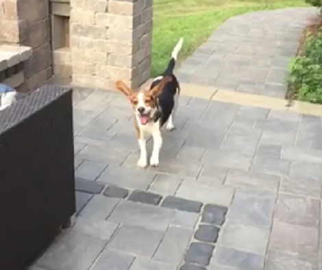 When It's Time For A Treat, This Excited Pup Runs Like The Wind!