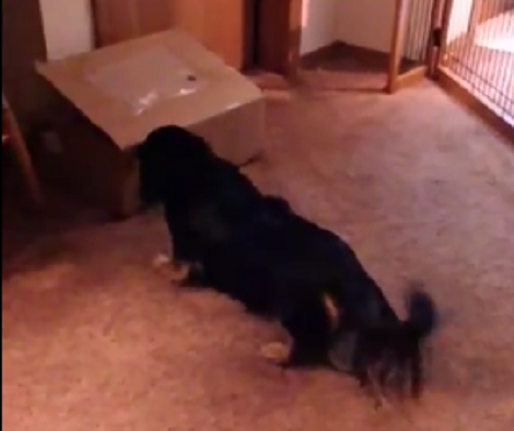 This Adorable Pup Can't Help But Bark At The Suspicious Empty Box!