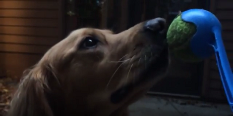 This Adorable Pup Desperately Wants Her Ball! And She's Super Cute!