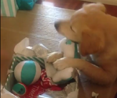This Pup Just Opened His Very First Present And His Excitement Tells It All!
