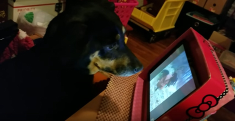 This Pup's Addiction Is Going To Blow You Away! It's YouTube. Unbelievable!