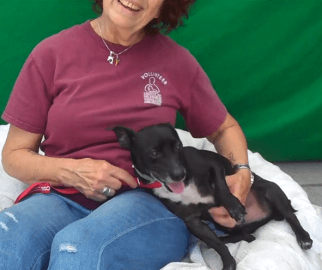 This Adorable Pup Is Looking For His Forever Loving Home - Let's Help Him!