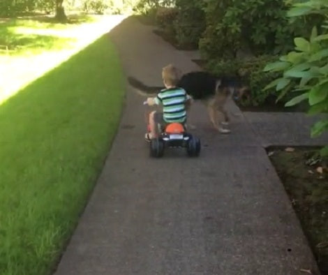 What This German Shepherd Is Trying To Do To His Young Brother? It's Hilarious!
