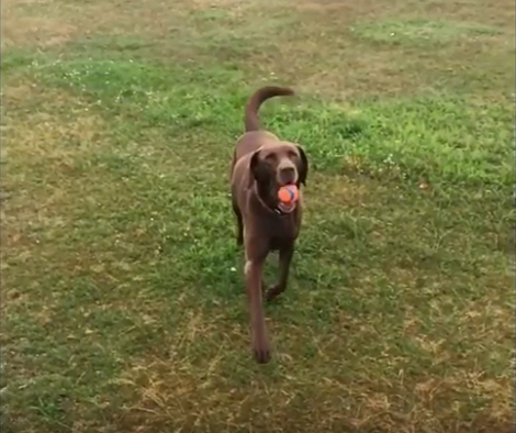 This Adorable Pup Is Doing What He Does Best... And In Slow Motion Too!