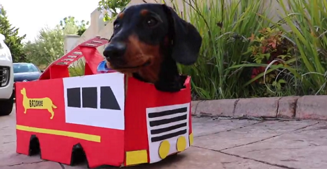How This Pup Celebrated Halloween This Year Will Make You Smile!