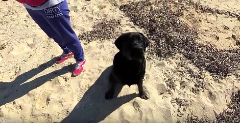 This Adorable Pup's Spring Adventures Are Going To Make You So Jealous!