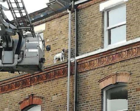 Curious Pup Sneaks Out Of The Third Floor And Gets Stuck On Building's Ledge