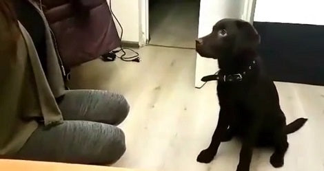This Adorable Pup Has Learned A New Trick And It's Incredible! Check It Out!