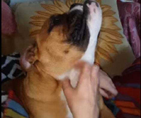 As Soon As The Scratching Begins, This Pup Feels Like Seventh Heaven!