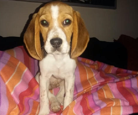 For This Family, They Have The Cutest Pup On The Planet! We Completely Agree!