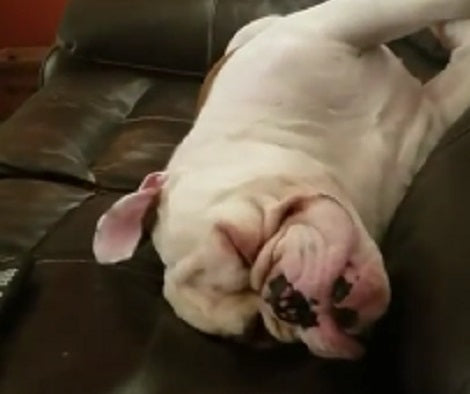 This Pup Has No Idea The Entire World Is Watching Him Sleep Like A Goofball!