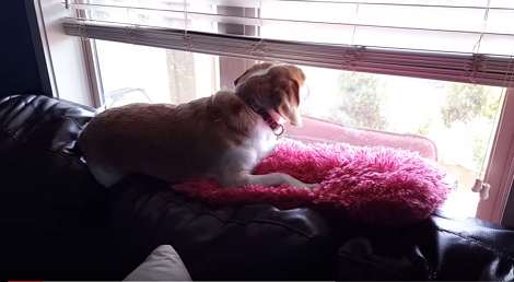 As It Turns Out, This Pup Is A Singing Star With Some Serious Talent!