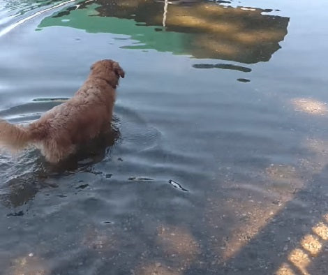 When You See What This Pup Is Doing In The Water Today? Unbelievable!
