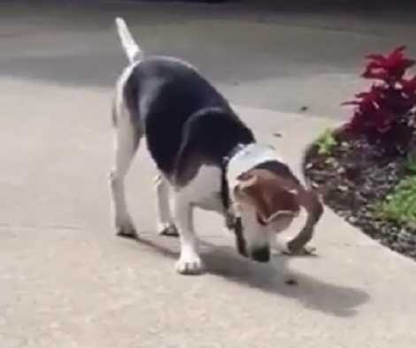 This Adorable Pup Just Found A Bee And Now He Won't Give Up!