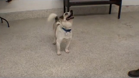 This Adorable Pup Is Up For Adoption, Can You Help Him Find His Loving Home?